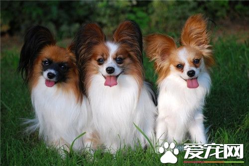 如何训蝴蝶犬 蝴蝶犬有什么样的点性格特征点
