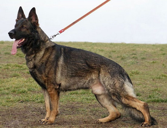 小德牧什么时间洗澡 德国牧羊犬洗澡时间
