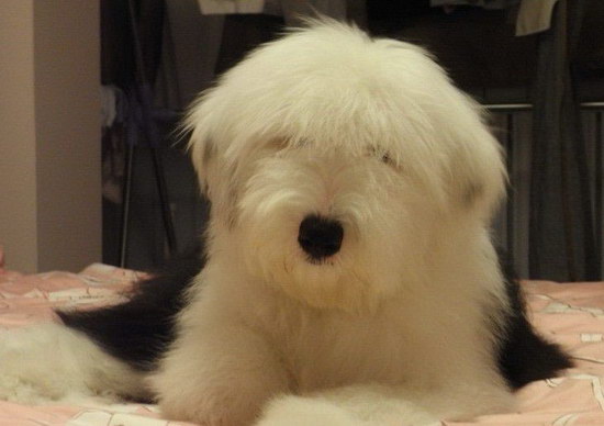 古时候牧羊犬如何养健康 纯种古时候牧羊犬饲养