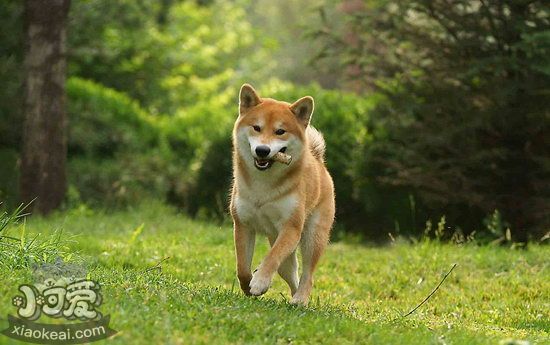 柴犬怎样养 柴犬豢养心得1