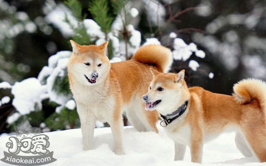 秋田犬如何美容 秋田犬美容要素介绍