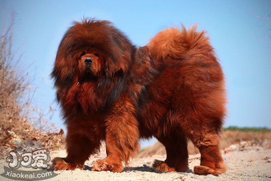 小藏獒如何养 藏獒幼犬饲养技巧
