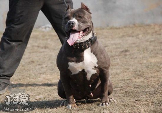 美国恶霸犬幼犬什么时间断奶 恶霸犬幼犬如何断