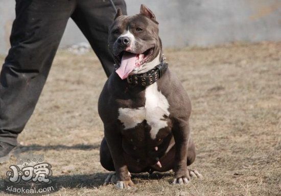 美国恶霸犬幼犬什么时间断奶 恶霸犬幼犬怎样断奶方式1