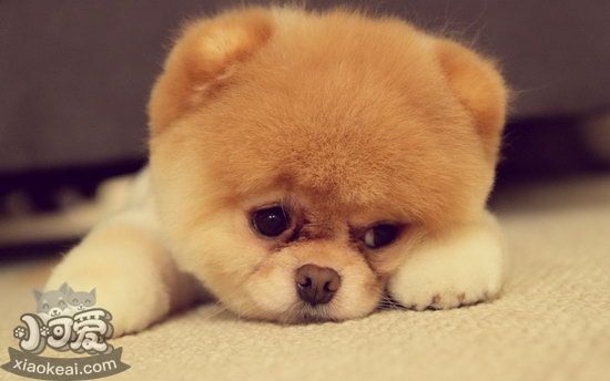茶杯犬如何美容 茶杯犬美容技巧推荐