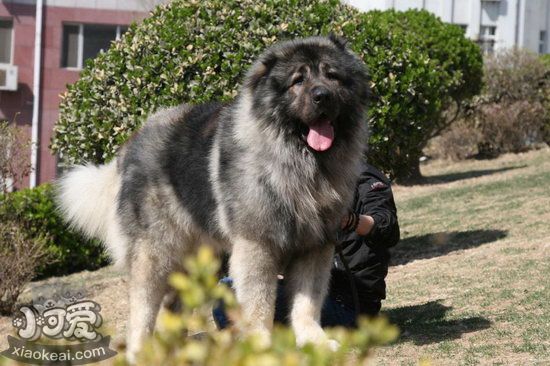 高加索犬毛发如何收拾 高加索犬毛发护理办法