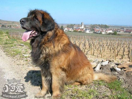 兰波格犬耳朵如何清洗 兰波格犬耳朵清洗护理办