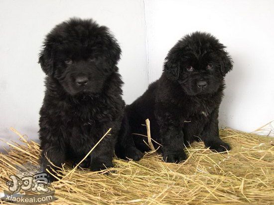 纽芬兰犬如何养 纽芬兰犬饲养技巧