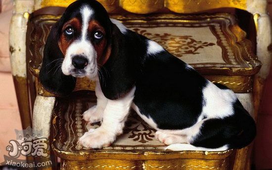 巴吉度犬毛发如何护理 巴吉度犬毛发护理技巧推