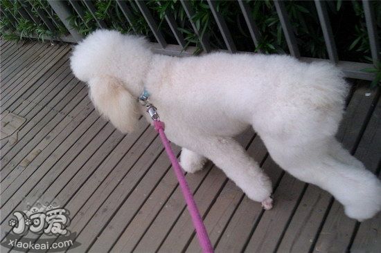 巨型贵宾犬怎么洗澡，巨型贵宾犬洗澡步骤流程