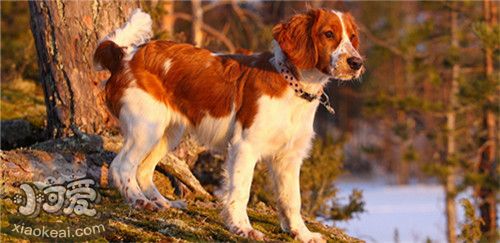 威尔士跳猎犬掉毛怎么办，威尔士跳猎犬掉毛情况介绍