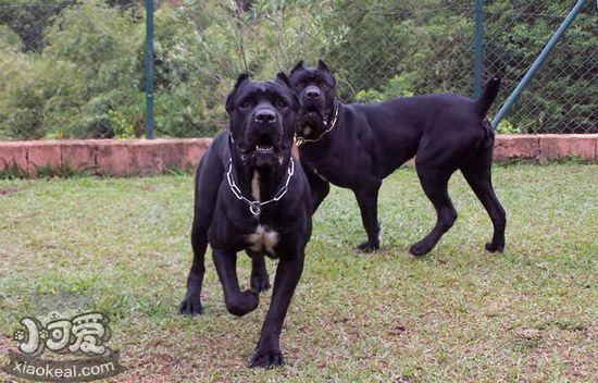 巴西非勒犬怎样养 巴西非勒犬豢养心得瓜分1