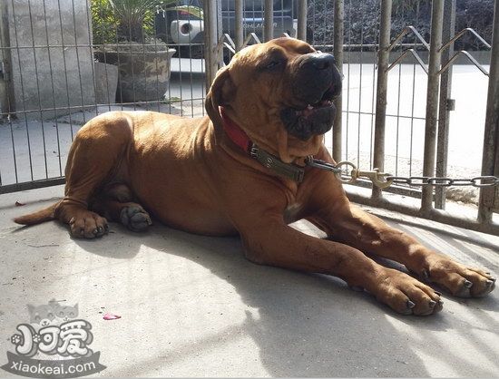 日外乡佐犬发热怎样处理 日外乡佐犬发热处置方式1