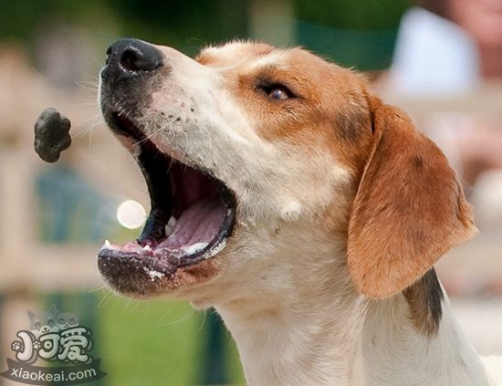 美国猎狐犬挑食怎么办，美国猎狐犬挑食纠正办法