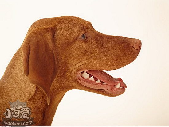 维希拉猎犬吃那些狗粮好 维希拉猎犬狗粮选择推