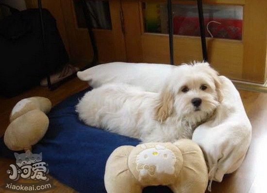 迷你贝吉格里芬凡丁犬感冒的症状及治疗办法