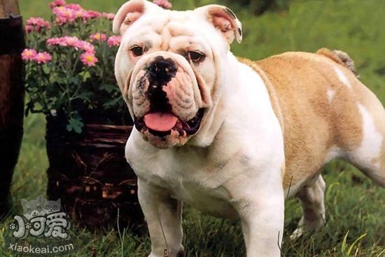 斗牛獒犬不能吃什么，斗牛獒犬喂食禁忌要点