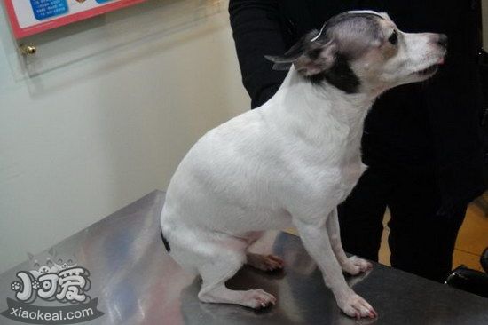 玩具猎狐梗细小症状有哪些，玩具猎狐梗细小病毒治疗方法