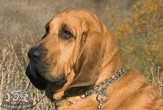 寻血猎犬感冒怎么办，寻血猎犬感冒治疗方法