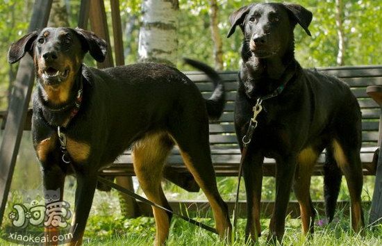 法国狼犬呕吐怎么办，法国狼犬呕吐不吃东西解决办法
