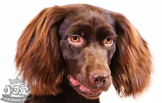专伊金猎犬得了胰腺炎有什么症候 胰腺炎症候引睹