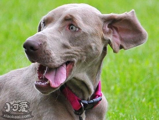 威玛猎犬有咽炎怎么办，威玛猎犬咽炎预防治疗方法