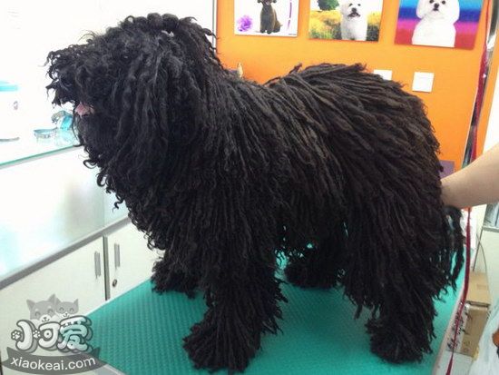 波利犬怎么洗澡，波利犬洗澡方法详解