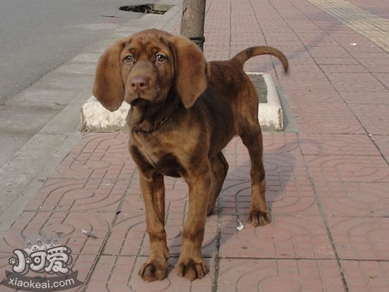 红骨猎浣熊犬缺少维生素怎样办 缺少维生素处理措施