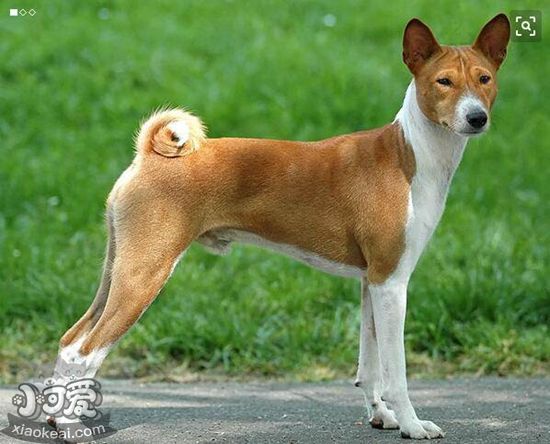 巴仙吉犬感冒吃什么药，巴仙吉犬感冒用药介绍