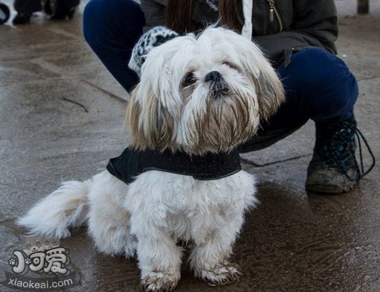 拉萨犬呕吐怎么办，拉萨犬呕吐不吃东西解决办法