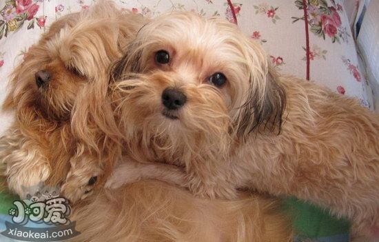 拉萨犬耳朵如何清洗 拉萨犬耳朵护理办法