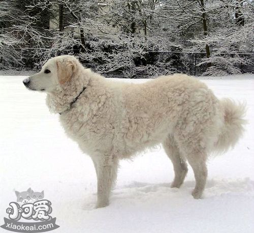 库瓦兹犬怎么预防中暑，中暑解决办法