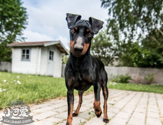 玩具曼彻斯特犬吃什么佳 曼彻斯特梗忌讳食物