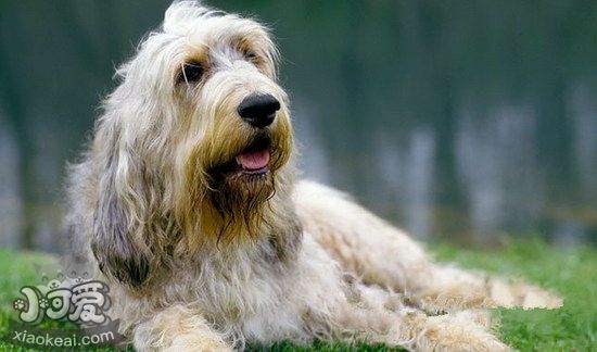 奥达猎犬感冒吃那些药 猎水獭犬感冒照顾办法