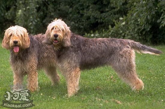 爱我兰猎狼犬怎样沐浴 爱我兰猎狼犬沐浴方法1