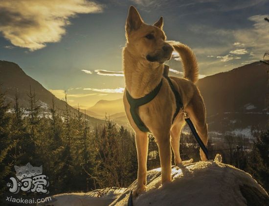 卡南犬发烧怎么办，卡南犬发烧解决办法