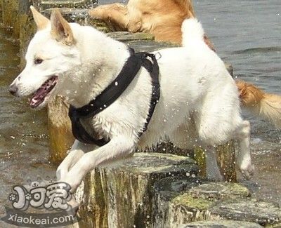 卡南犬双眼如何护理 卡南犬双眼护理办法