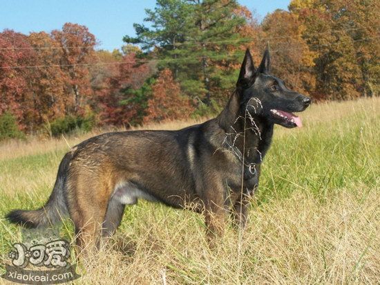 马里努阿犬有寄生虫怎么处理，马里努阿犬寄生虫预防方法