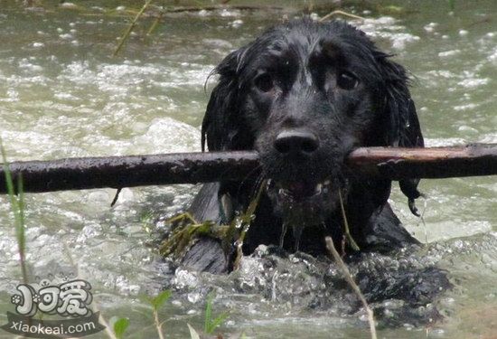 平毛寻回犬白内障症候是什么 平毛寻回猎犬白内障调节方式1