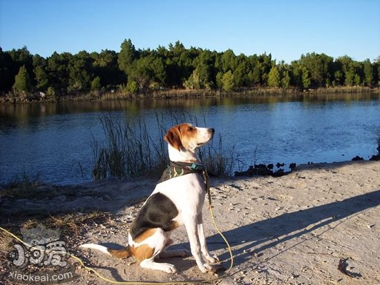 树丛浣熊猎犬怎样沐浴 树丛浣熊猎犬沐浴教程