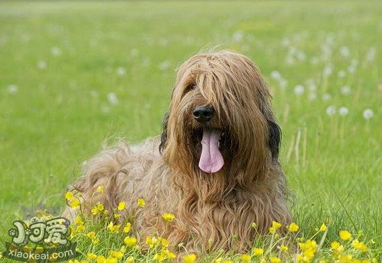 伯瑞犬怎样驱虫 布雷猎犬寄生虫防治办法1