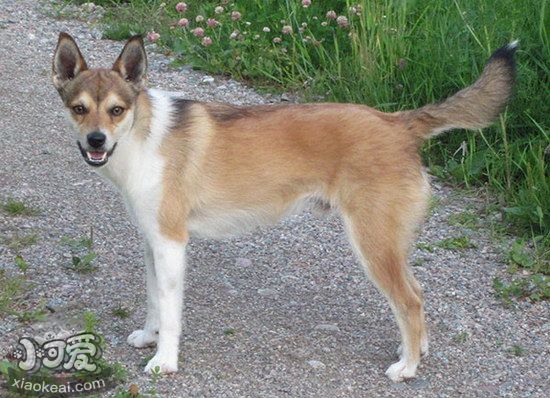 挪威伦德猎犬发烧如何解决 挪威伦德猎犬发烧解