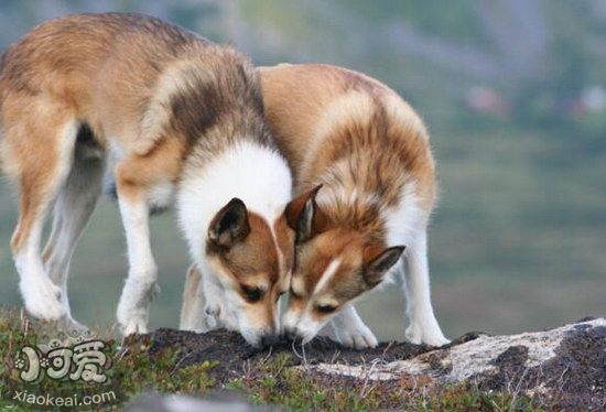 挪威伦德猎犬拉稀怎么办，挪威伦德猎犬拉肚子解决方法