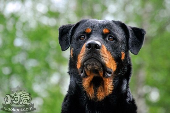 罗威纳犬厌食怎么办，罗威纳犬厌食解决办法