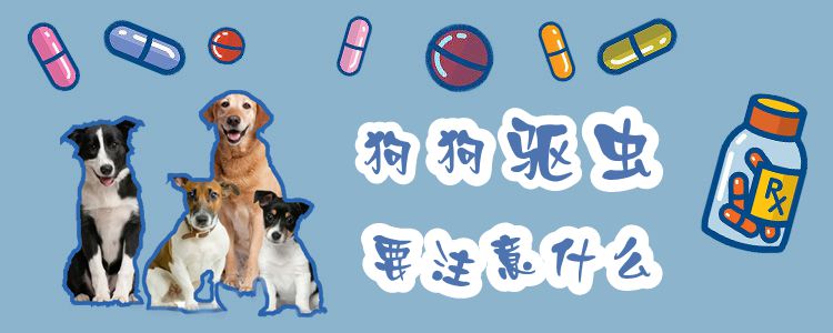 狗狗驱虫应该注意什么