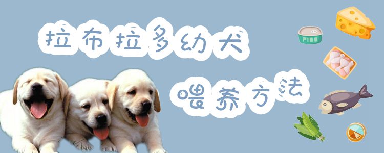拉布拉多幼犬喂养办法