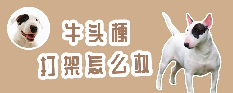牛头梗挨架怎样办