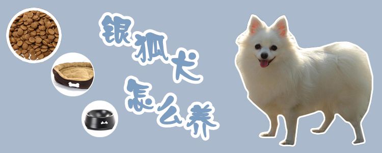 银狐犬怎样养