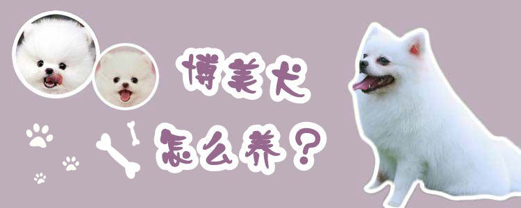 博美犬如何养