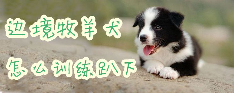 边疆牧羊犬怎样练习趴下